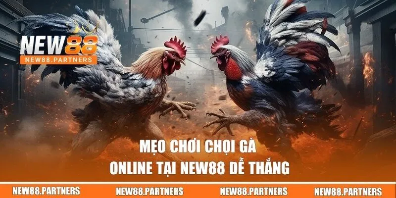 Đá Gà | Sân Chơi Đậm Chất Nghệ Thuật Và Kịch Tính Tại New88 3 Mẹo chơi chọi gà online tại New88 dễ thắng
